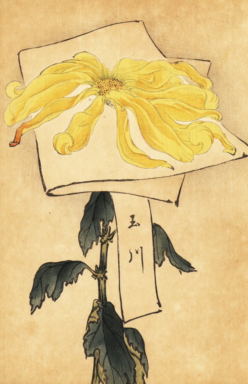 Hybridní žlutá chryzantéma, Chrysanthemum indicum. ,1893 (rytina) od Keika Hasegawa