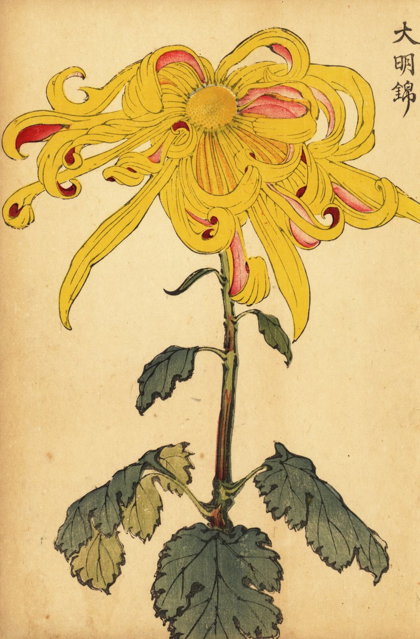 Hybridní žlutá nepravidelná chryzantéma., 1893 (rytina) od Keika Hasegawa