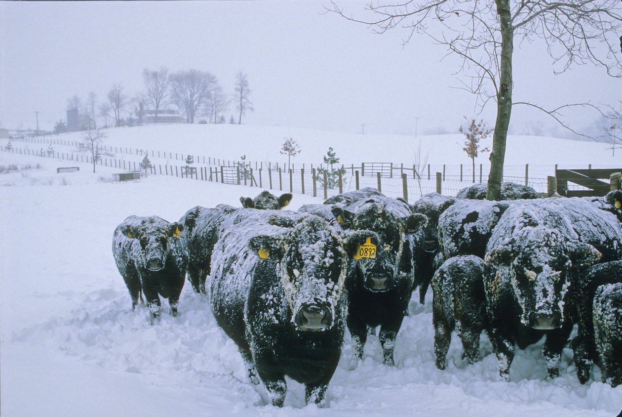 Dobytek, Fauquier County, VA, zima, sníh, 2006 (foto) od Kenneth Garrett