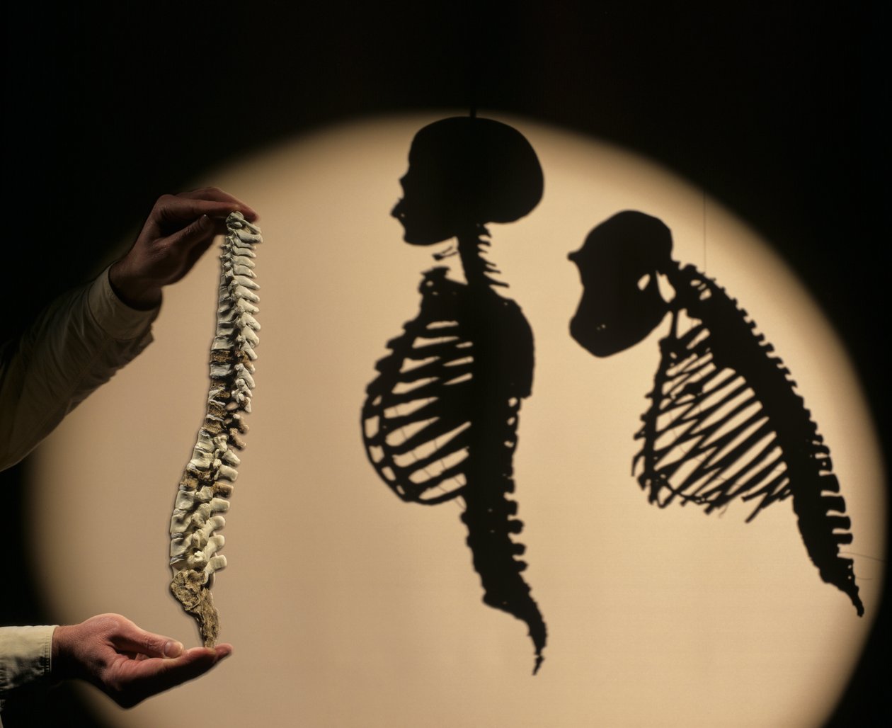 DOH, První kroky, Rekonstrukce páteře, Bruce Latimer, Cleveland Museum of Natura... od Kenneth Garrett