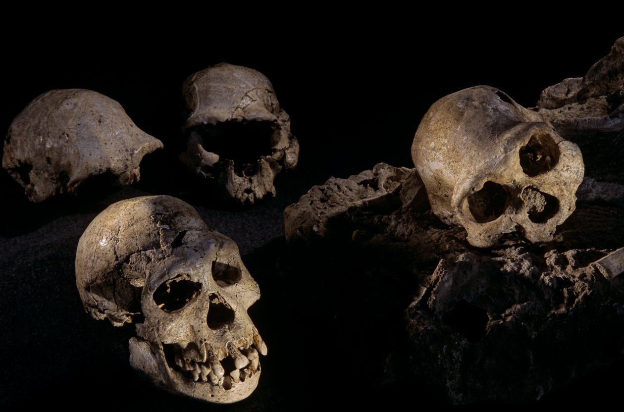 Čtyři lebky z Dmanisi,Dmanisi, Gruzie Homo Erectus site od Kenneth Garrett
