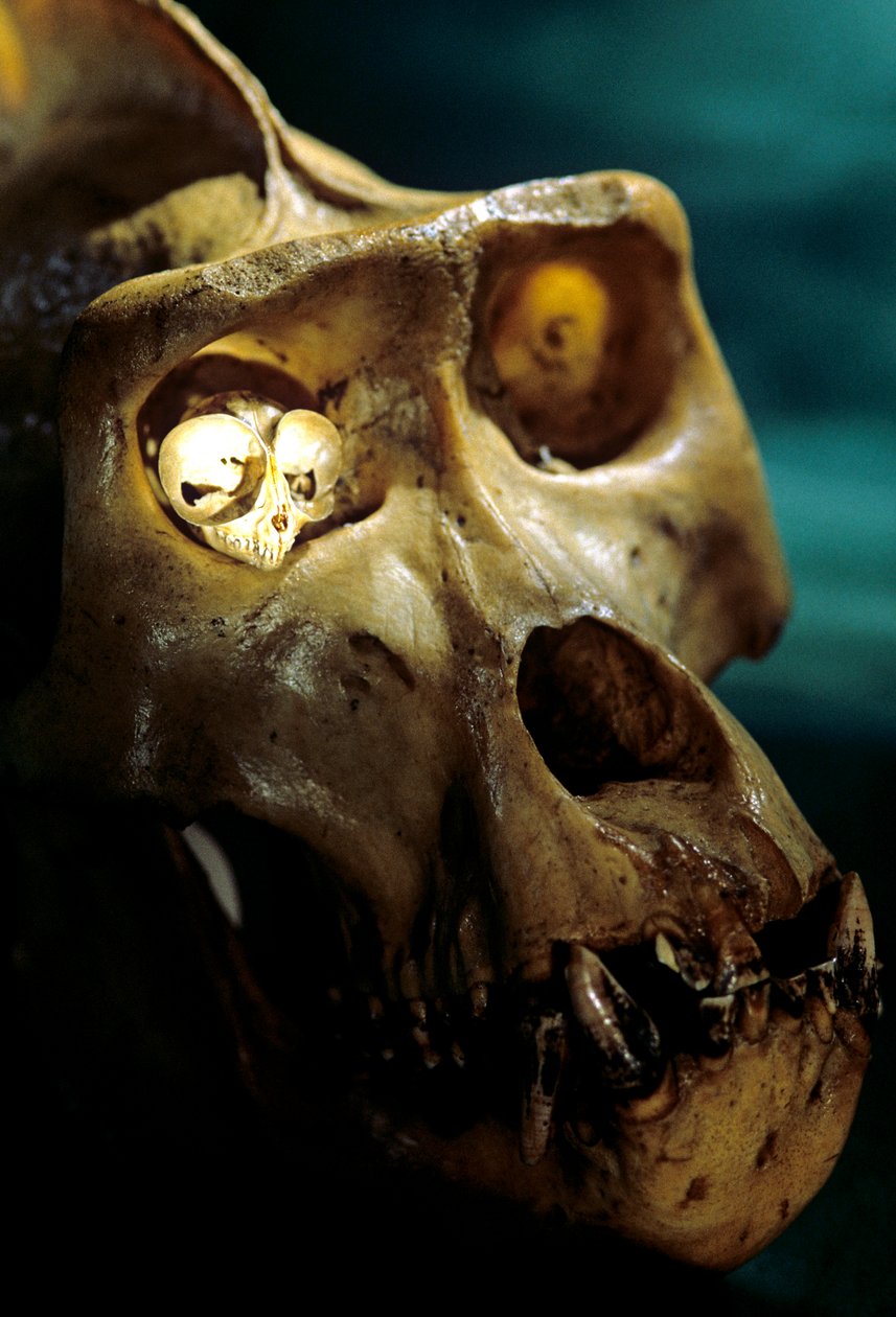 Homo Erectus, Gorila a Tarsier, Největší a nejmenší primáti, laboratoř Bruce Latimera... od Kenneth Garrett