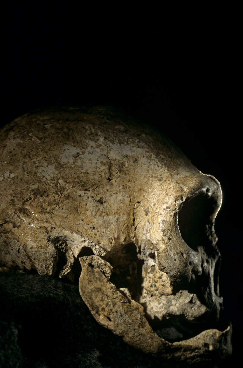 Lebka Homo erectus, bezzubá, Dmanisi, Gruzie Naleziště Homo erectus od Kenneth Garrett