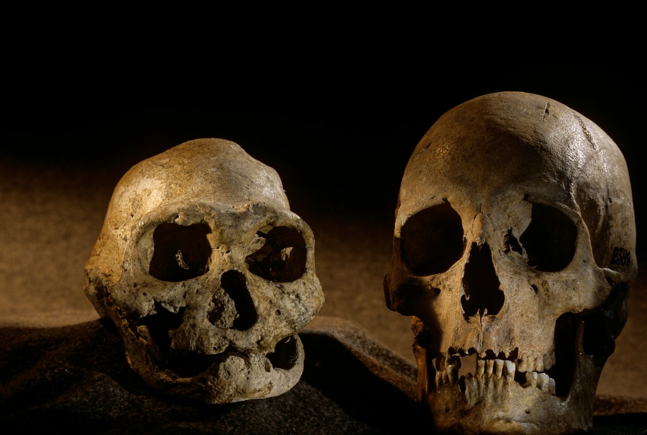 Lebka Homo erectus, bezzubá, a lebka moderního člověka, Dmanisi od Kenneth Garrett