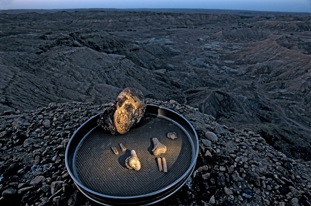 Lucyino dítě, Zeray Alemseged, Australopithicus Afarensis, Etiopie, paleontolog,..., 2006 (foto) od Kenneth Garrett
