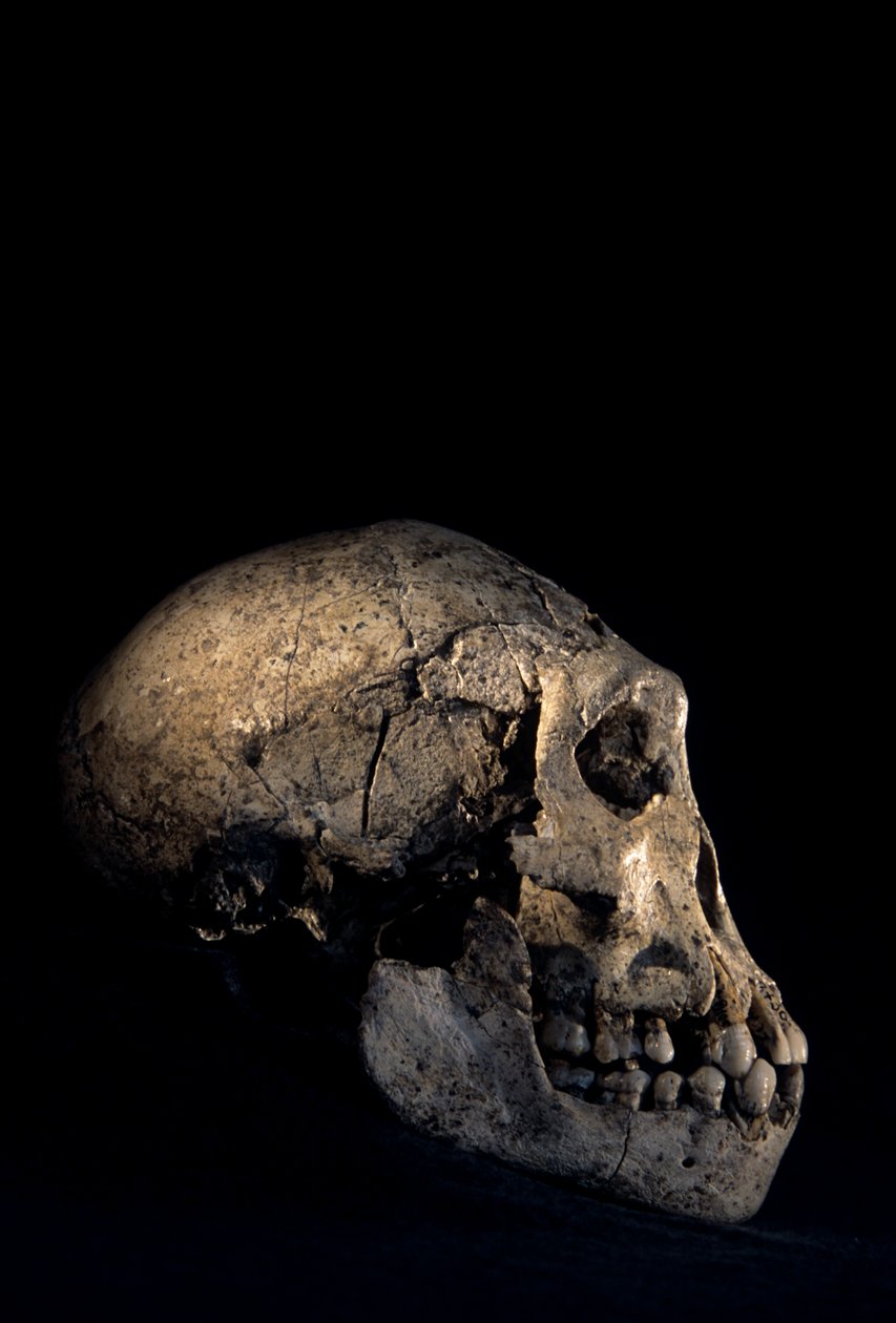 Lebka nalezená v Dmanisi, Dmanisi, Gruzie, naleziště Homo erectus od Kenneth Garrett