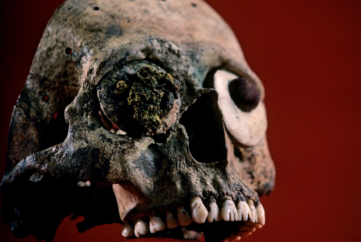 Lebka s pilovitými zuby, Aztékové, Mexiko, Templo Mayor, 2010 (foto) od Kenneth Garrett