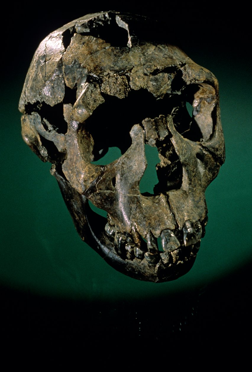 Turkana Boy, Keňa, West Turkana, Lake Turkana, KNMER-WT15000, H. erectus, Nariokotome..., 2008 (foto) od Kenneth Garrett