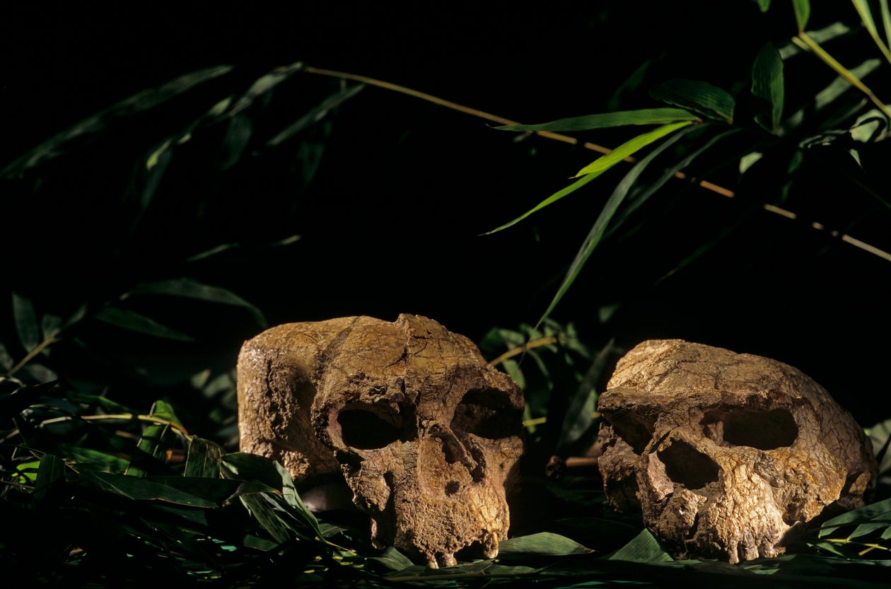 lebky z jeskyně Yunxian, Zhoukoudian, Čína, 2008 (foto) od Kenneth Garrett