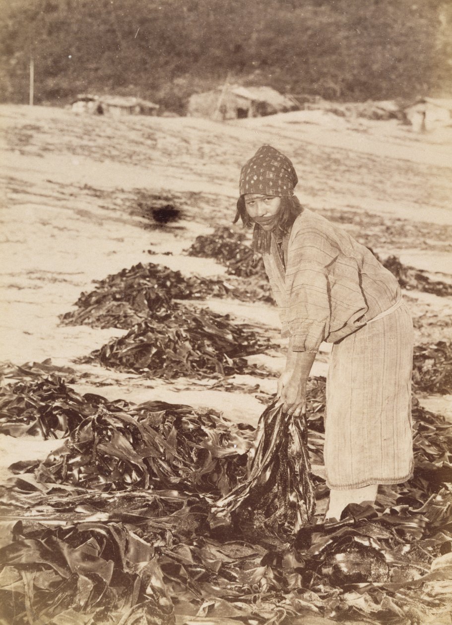 Žena Ainu sklízející mořské řasy, cca 1900 (stříbrný tisk alba) od Kenzô Tamoto