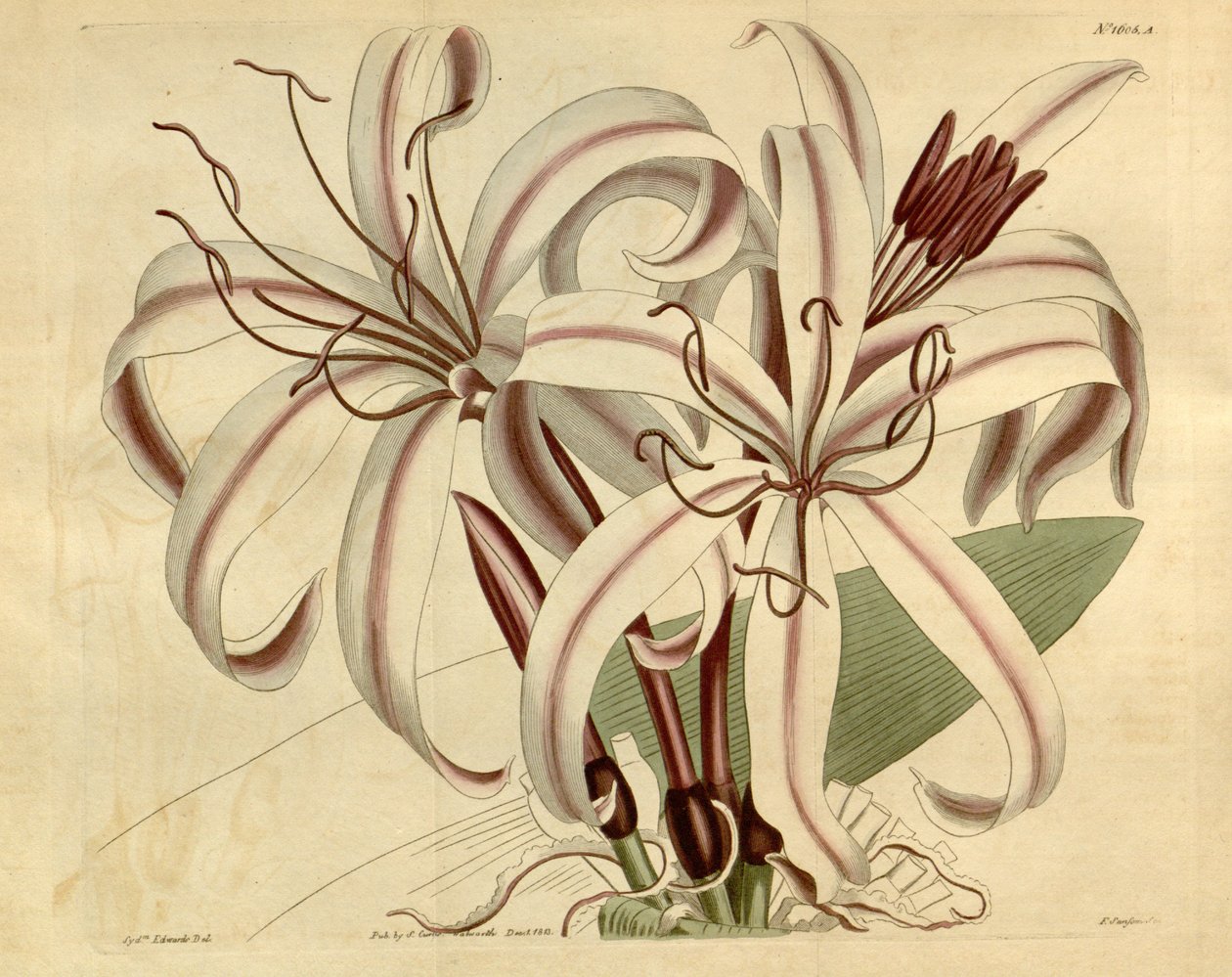 Crinum amabile od Ker Gawler