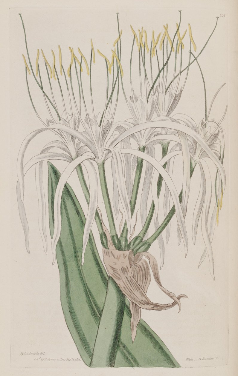 Hymenocallis caribaea od Ker Gawler