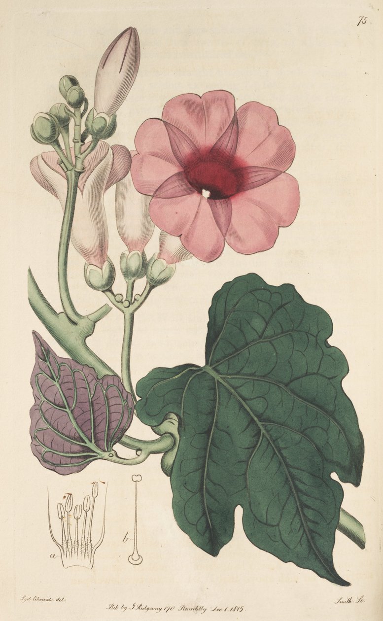 Ipomoea mauritiana od Ker Gawler