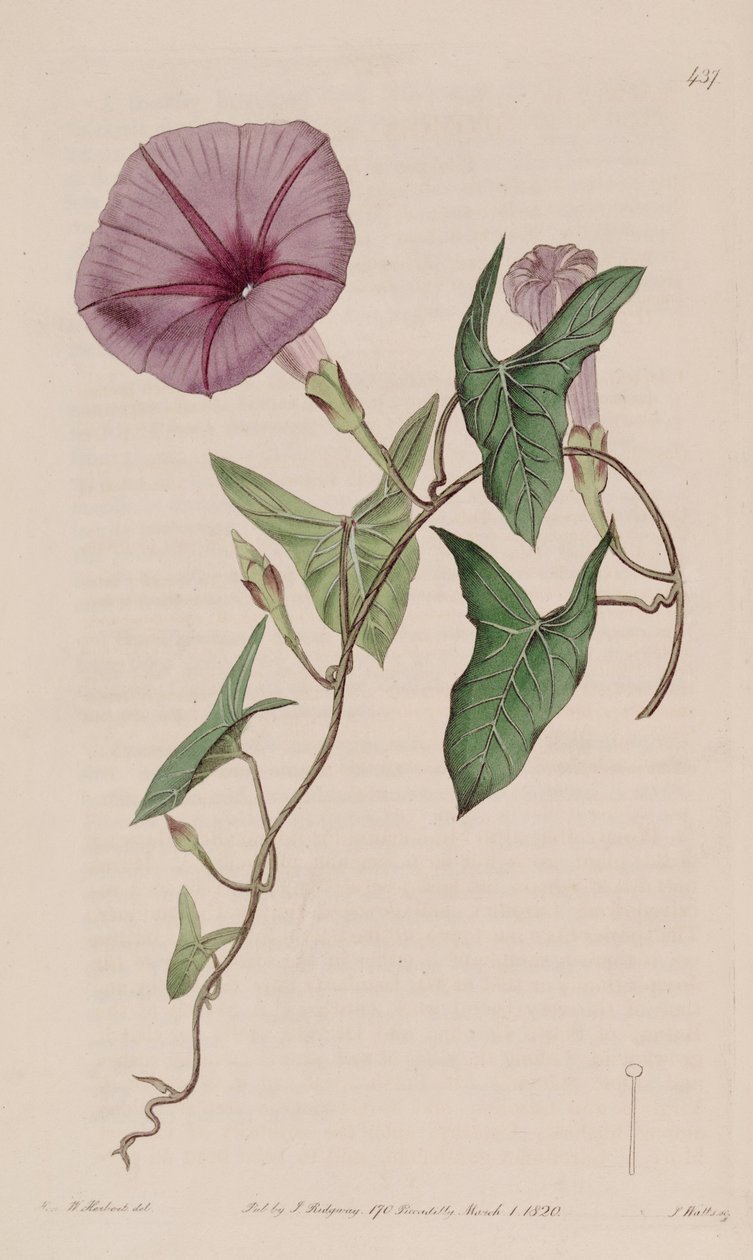 Ipomoea sagittata od Ker Gawler