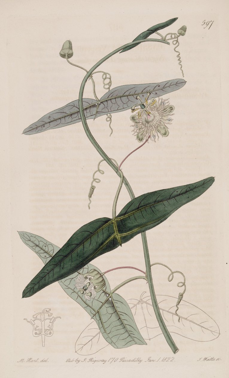 Passiflora misera, od Passiflora vespertilio Ker Gawl., Bot. Prav. 7 od Ker Gawler