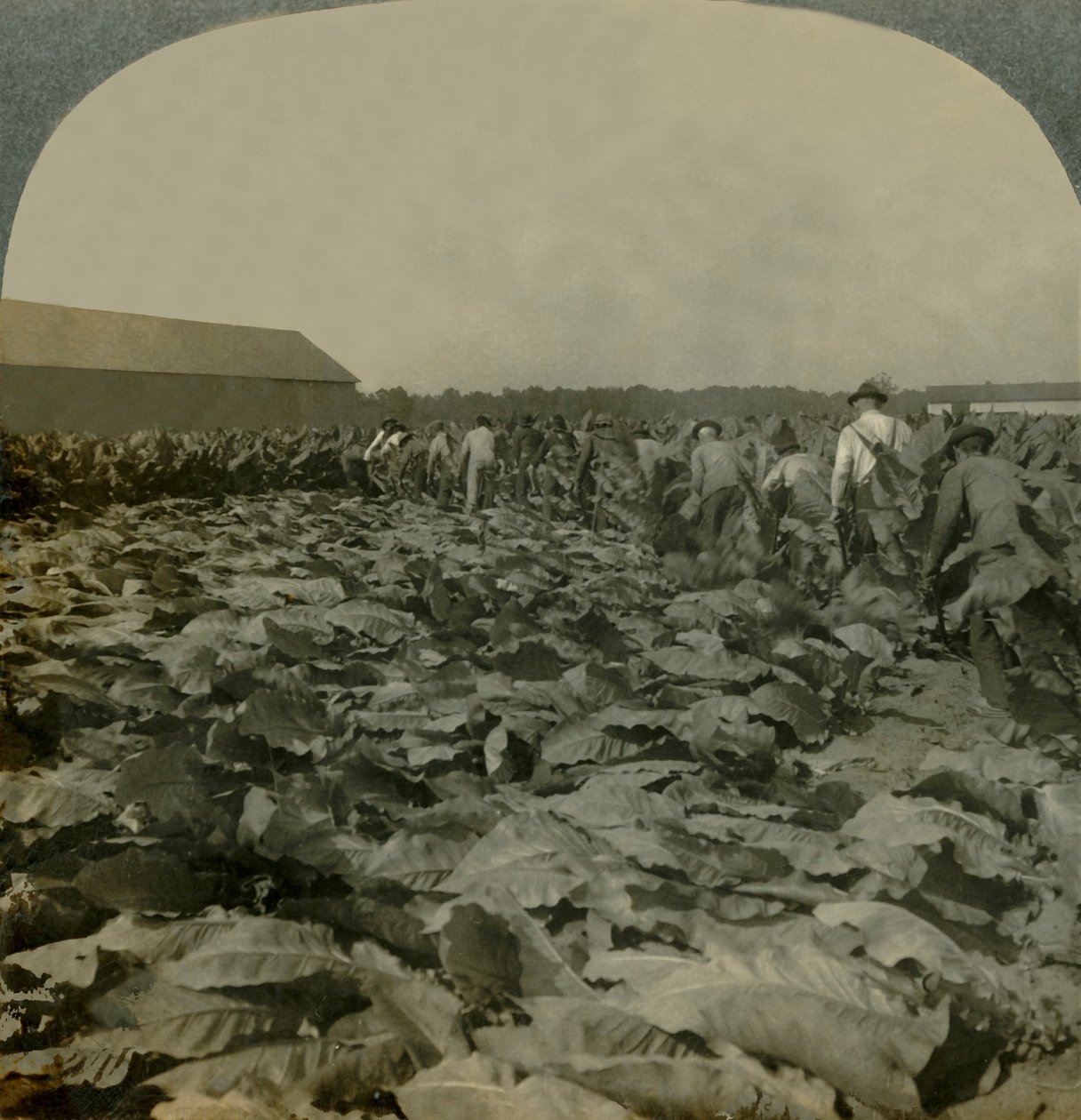 Cutting Tobacco, Kentucky, U.S.A., 1904. od Keystone View Company
