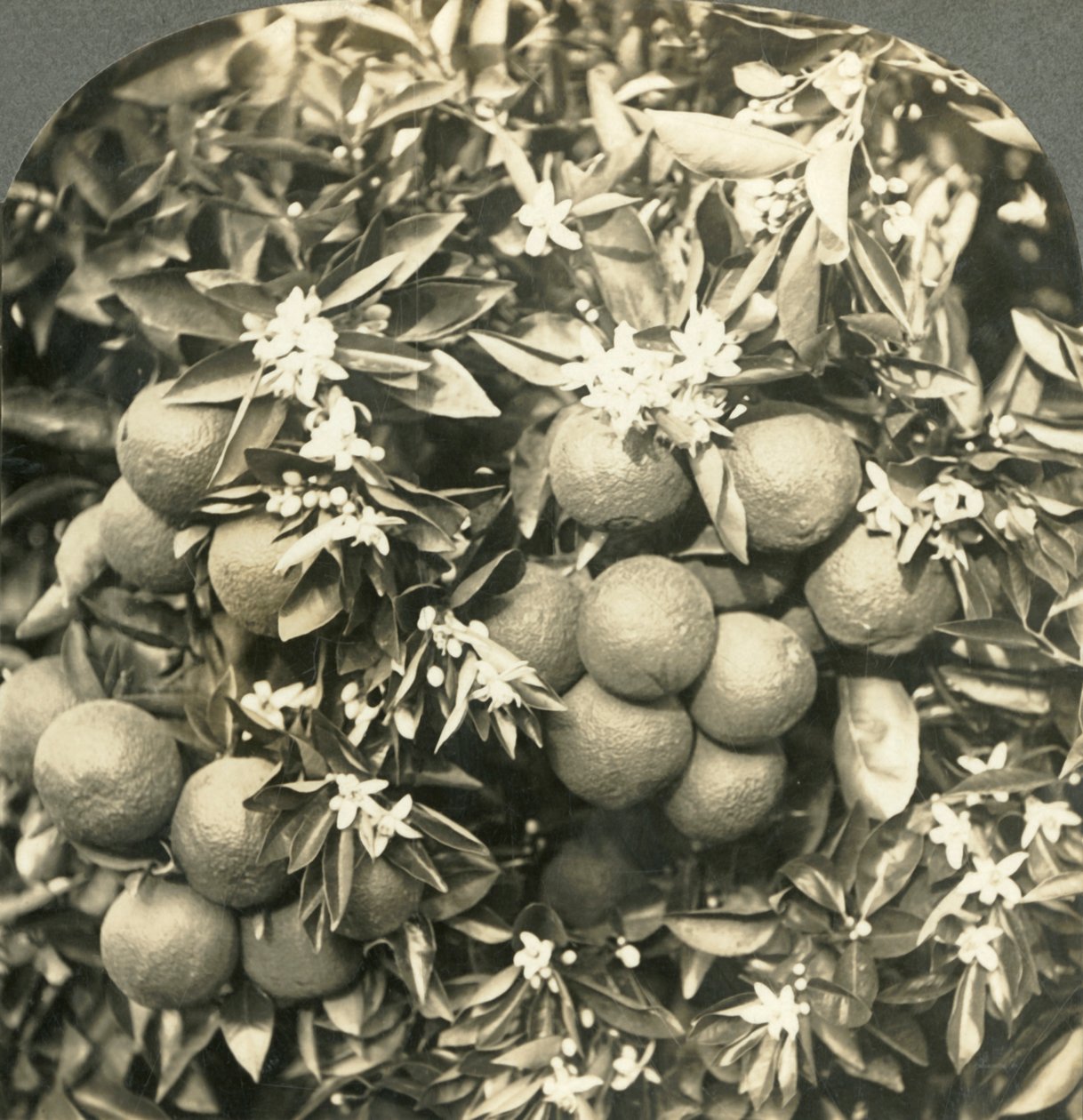 Pomerančové květy a zralé pomeranče rostoucí na stejném stromě, Kalifornie, c1900. od Keystone View Company
