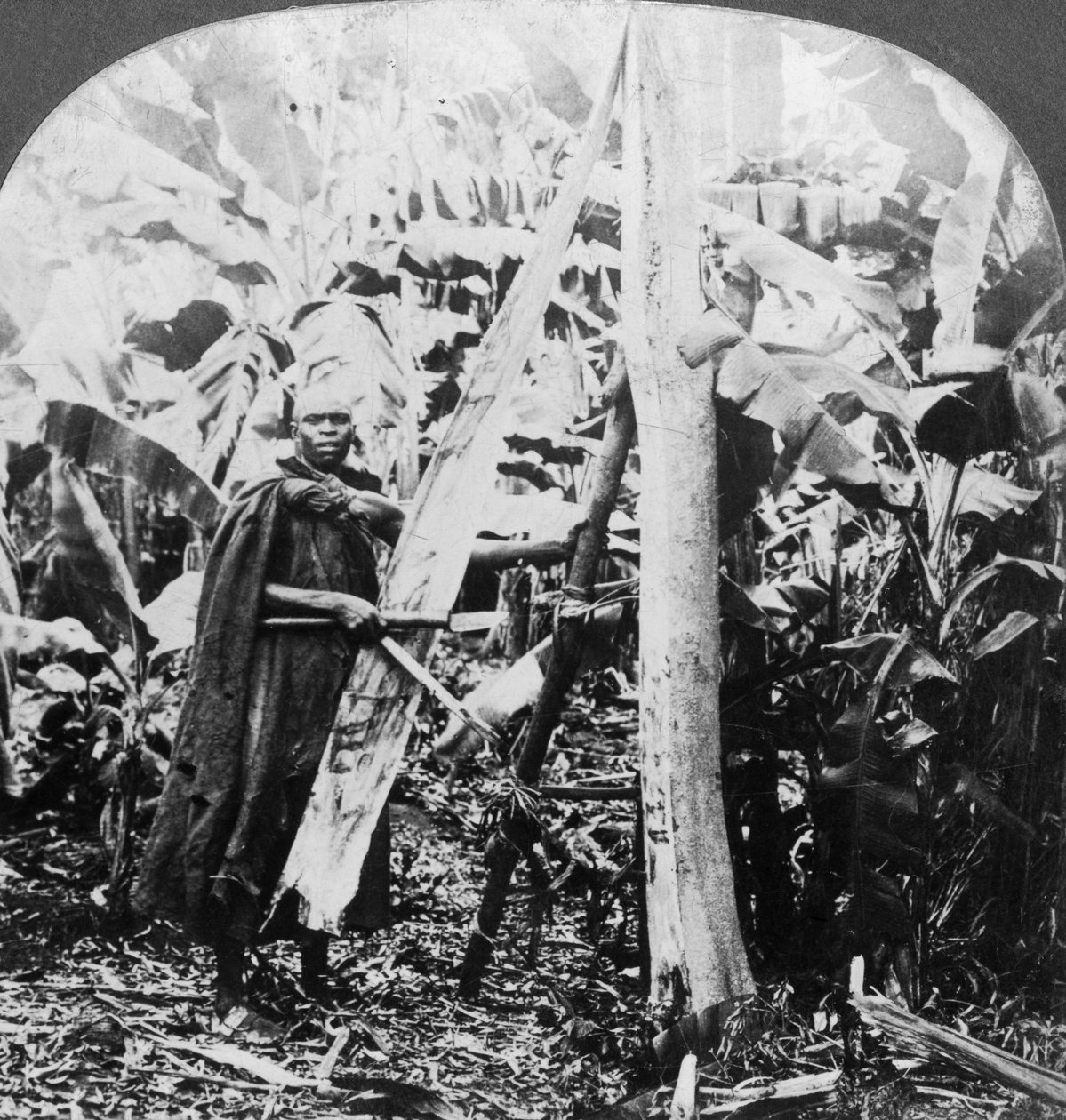 Loupání kůry pro výrobu kůrového plátna, Uganda, konec 19. nebo začátek 20. století od Keystone View Company