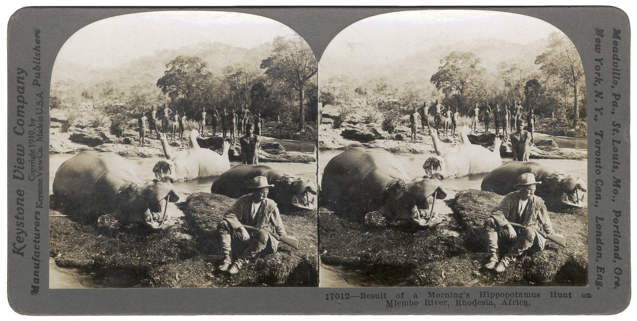 Výsledek ranního lovu hrochů na řece Mlembo, Rhodesie, Afrika, 1910 od Keystone View Company