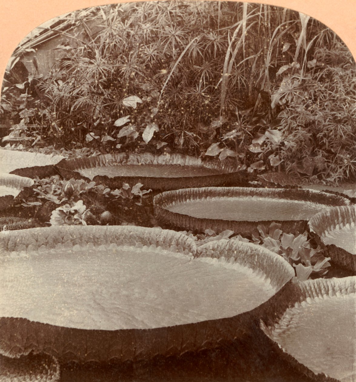 Thureza Lily, Botanická zahrada, Hamburk, Německo, 1895. od Keystone View Company