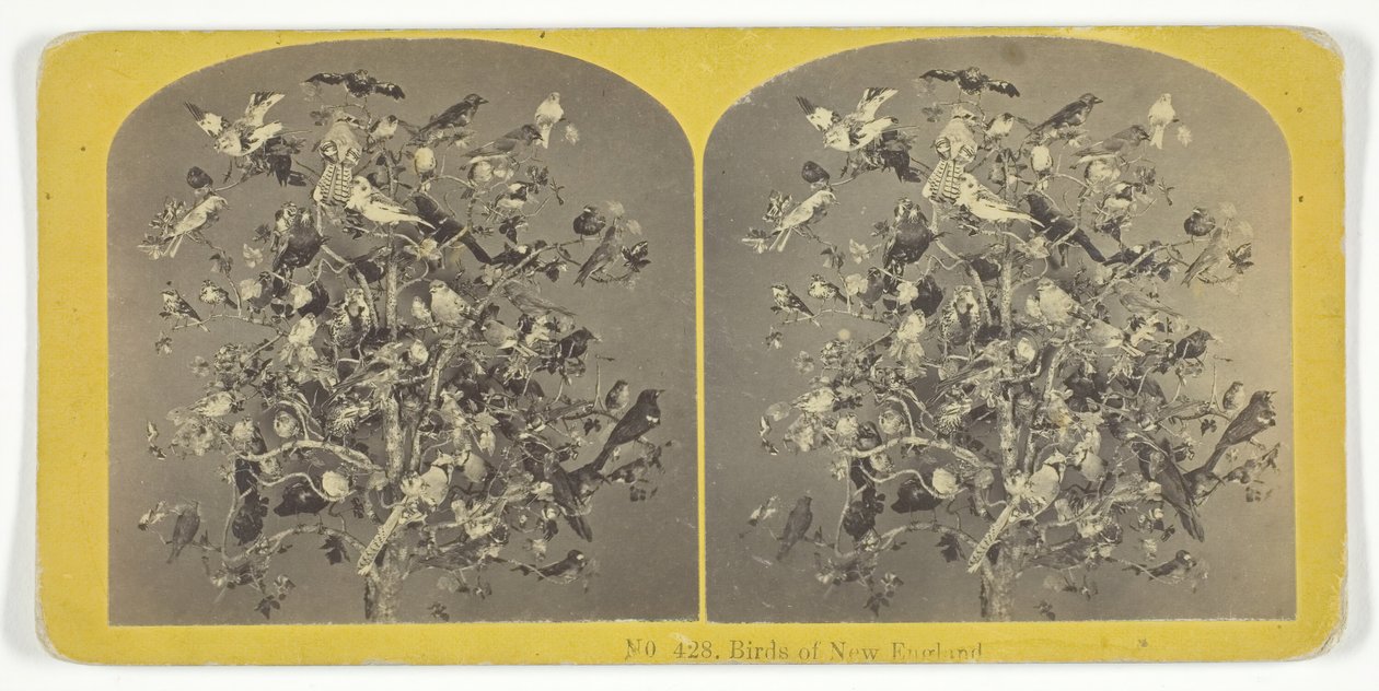 Birds of New England, 185575. Tvůrci: Kilburn Brothers, BW Kilburn. od Kilburn Brothers, BW Kilburn