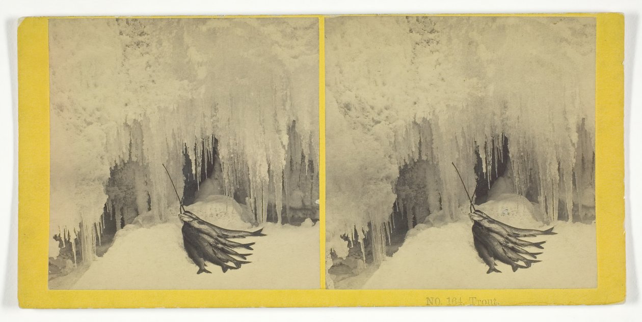 Trout, 185575. Tvůrci: Kilburn Brothers, BW Kilburn. od Kilburn Brothers, BW Kilburn