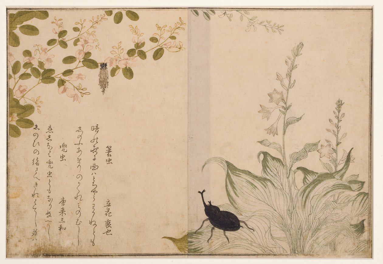 Košíkový červ a helmový brouk, 1788 (woodblock) od Kitagawa Utamaro