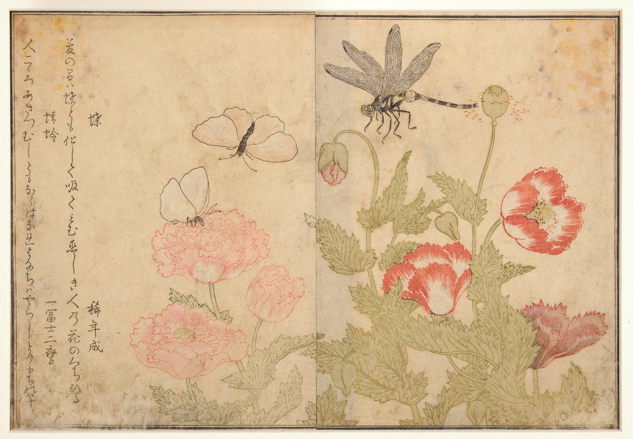 Motýl a vážka, 1788 (dřevoryt) od Kitagawa Utamaro