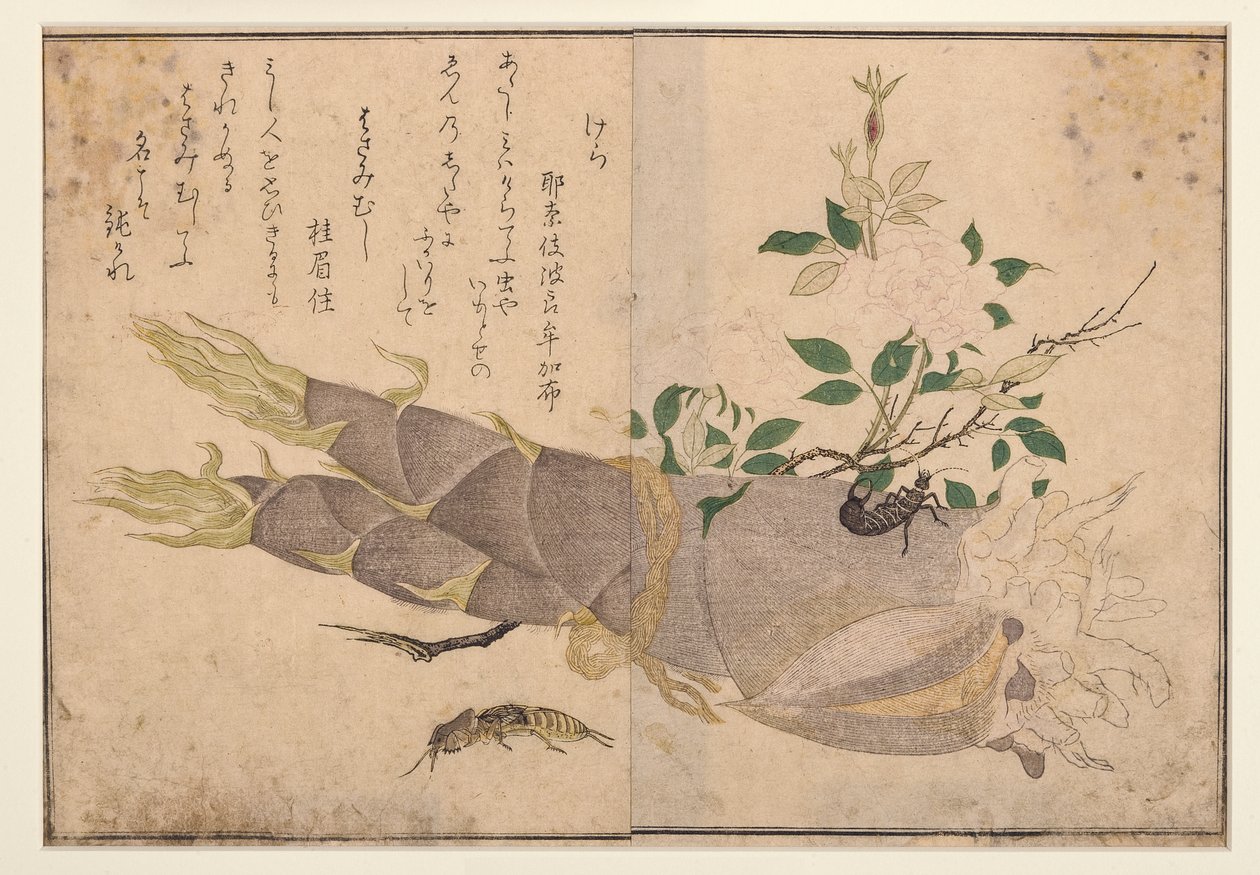 Earwig a krtonožka, 1788 (woodblock) od Kitagawa Utamaro