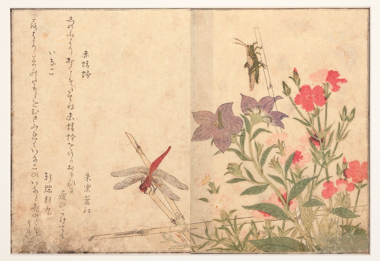 Červená vážka a kobylka rýžová, 1788 (woodblock) od Kitagawa Utamaro