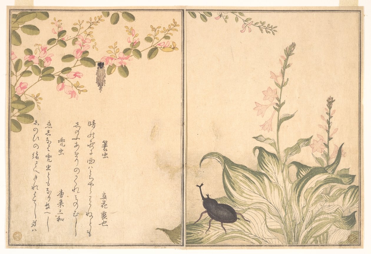 Vakonoš (Minomushi); roháč nosoroží (Kabutomushi), z Obrazové knihy lezoucích tvorů (Ehon mushi erami) od Kitagawa Utamaro