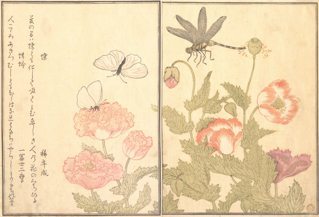 Zasažen létáním, D Ragon fly Kagero r Dragonfly, 1788. od Kitagawa Utamaro