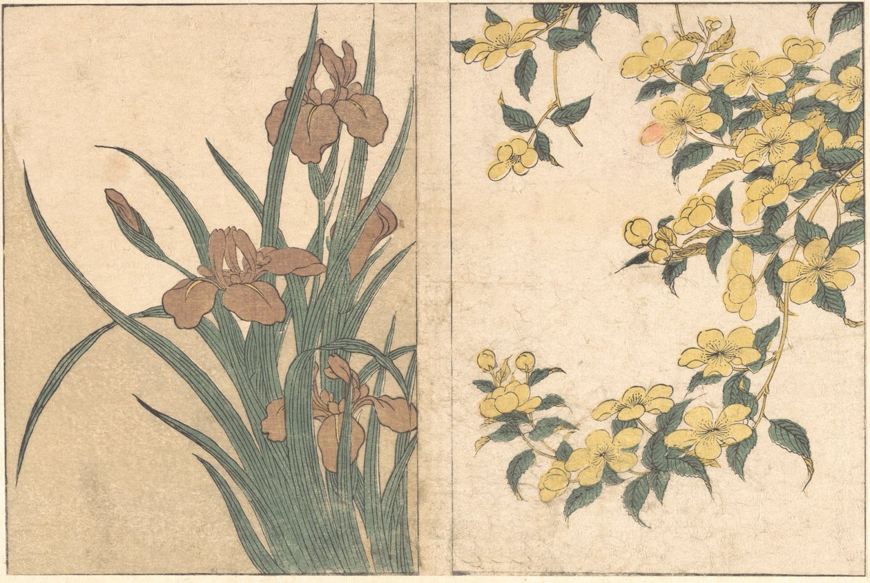 Třešňové květy a kosatce, z ilustrované knihy Květiny čtyř ročních období, 1801. od Kitagawa Utamaro