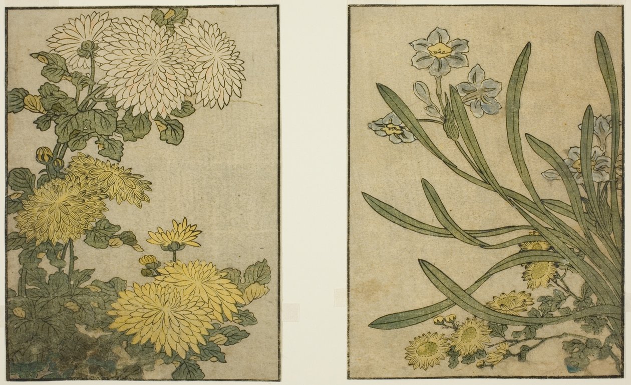 Chryzantéma a narcis, z ilustrované knihy "Obrázková kniha: Květiny čtyř ročních období (Ehon shiki no hana)," sv. 2 od Kitagawa Utamaro
