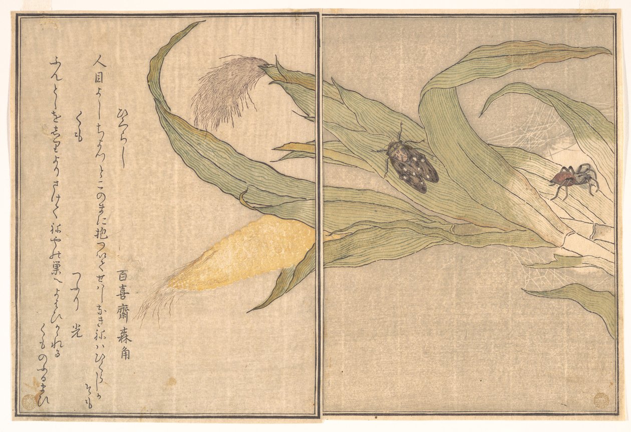 Večerní cikáda, Higurashi; pavouk, Kumo, z Obrázkové knihy lezoucích tvorů (Ehon mushi erami) od Kitagawa Utamaro