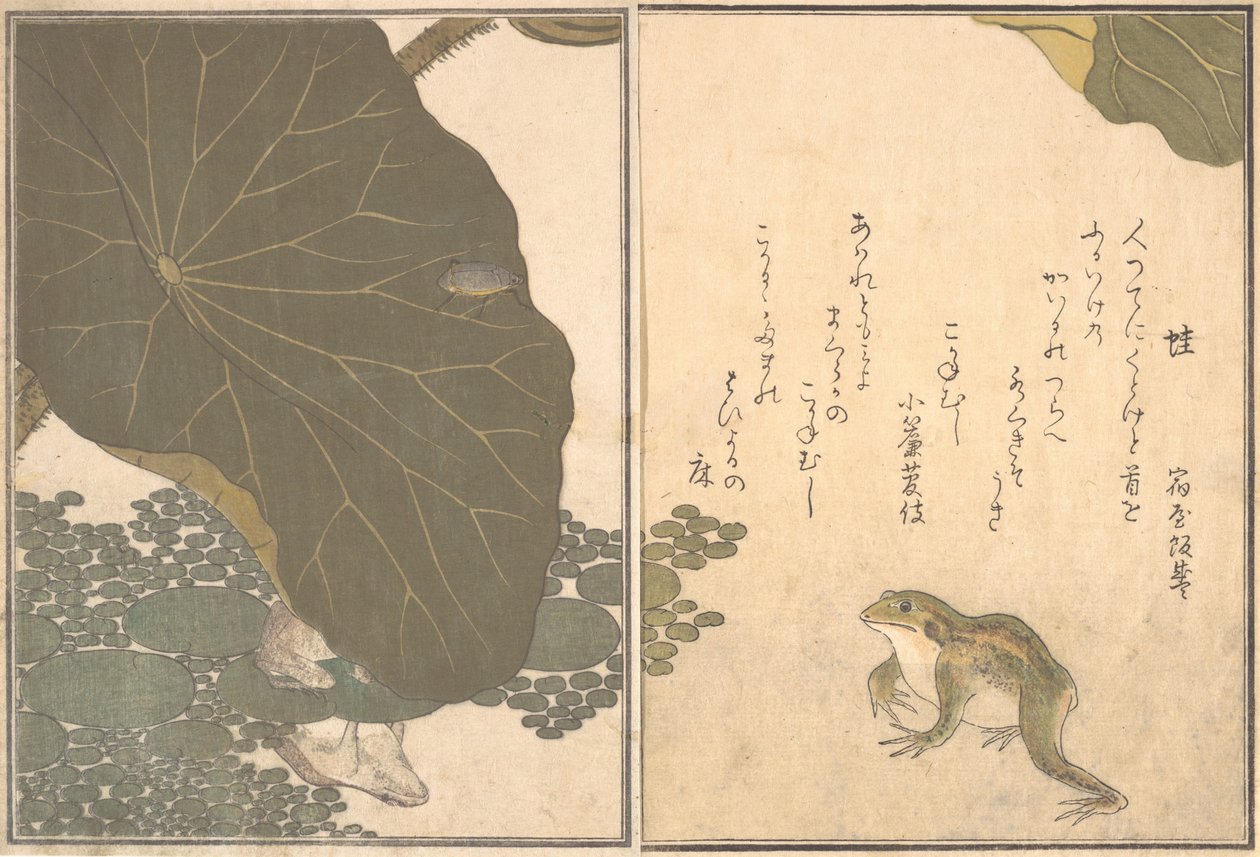 Frog Frog, po LD Beet Golden Ignore. .. .. , 1788. od Kitagawa Utamaro