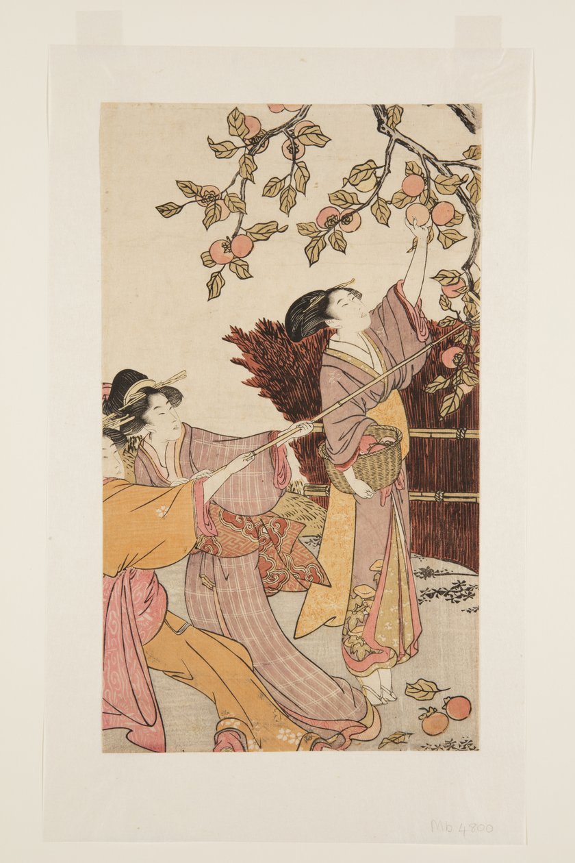 Gathering Persimmons (barevný dřevotisk) od Kitagawa Utamaro