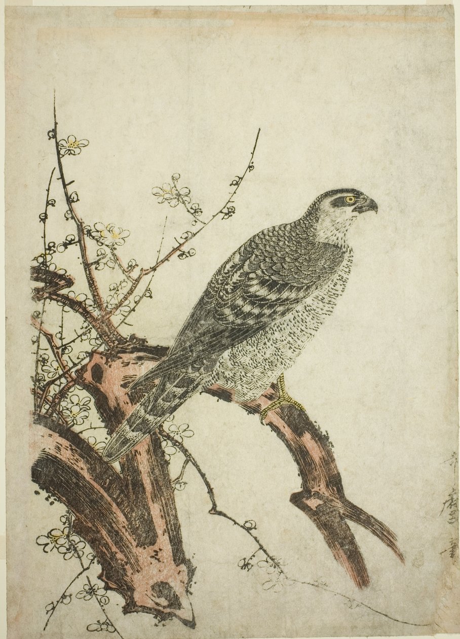 Jestřáb na švestkové větvi od Kitagawa Utamaro