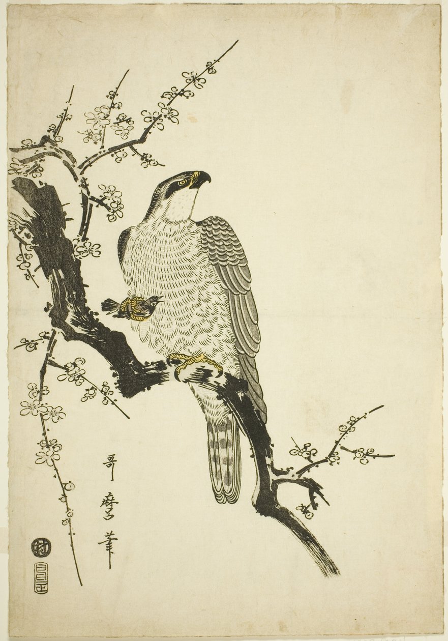 Jestřáb na švestkové větvi od Kitagawa Utamaro