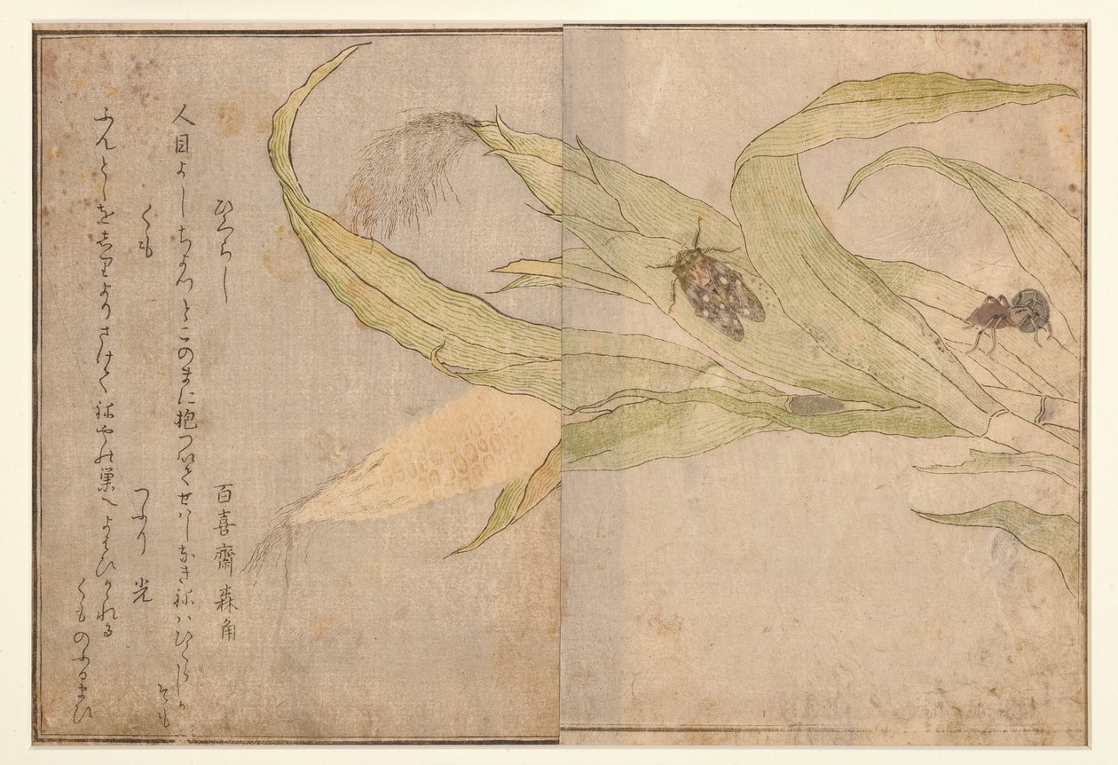Higurashi a pavouk, 1788 (dřevěný blok) od Kitagawa Utamaro