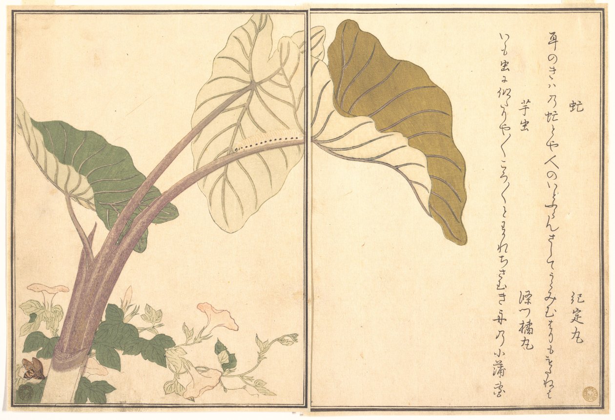 Ovád (abu); zelená housenka, imomushi, z Obrázkové knihy lezoucích tvorů (Ehon mushi erami) od Kitagawa Utamaro