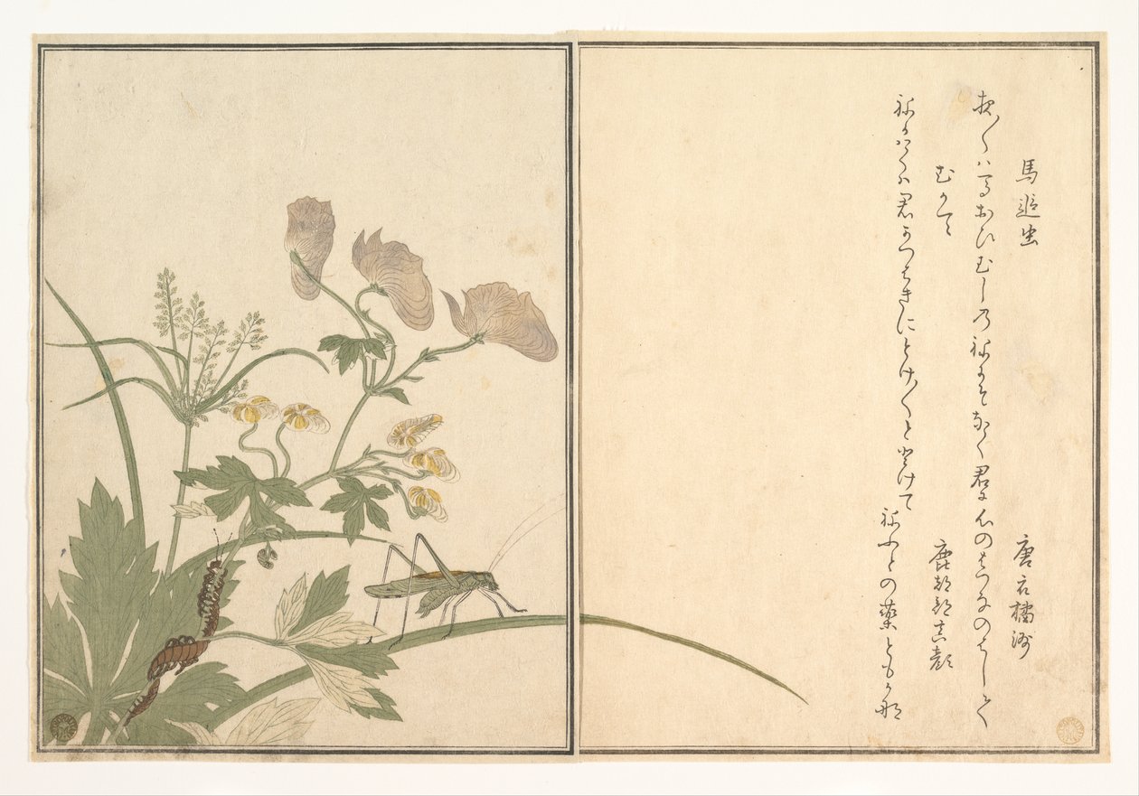Cvrček (Umaoi-mushi); Stonožka (Mukade), z obrázkové knihy o lezoucích tvorech (Ehon mushi erami) od Kitagawa Utamaro