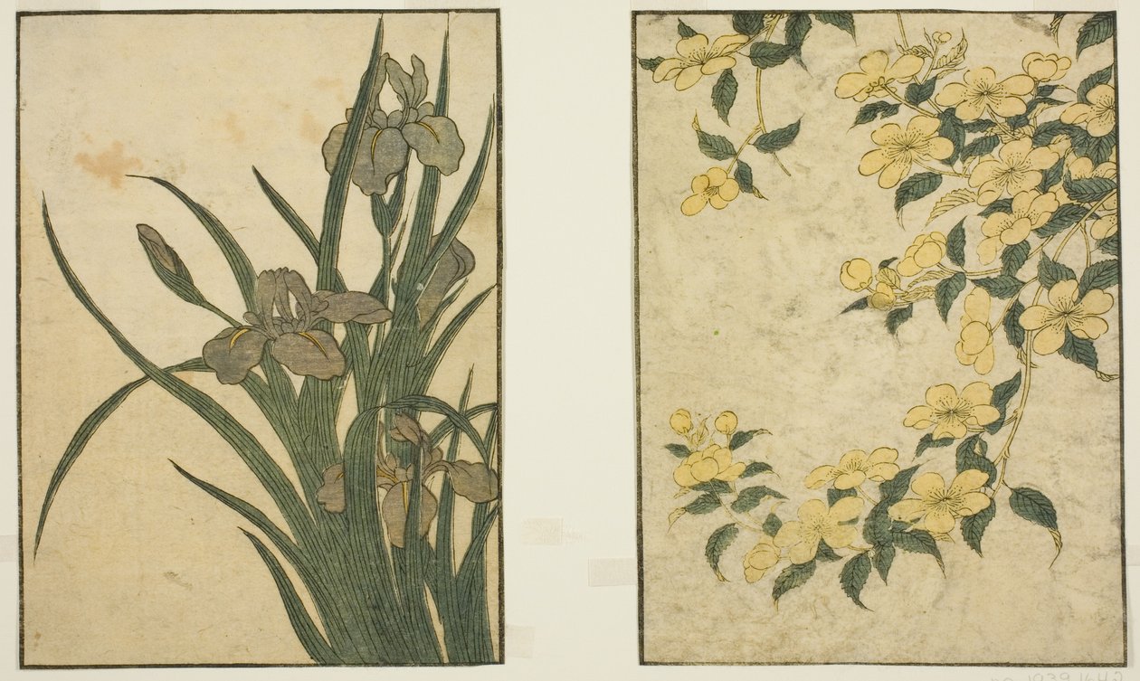 Kerria a Iris, z ilustrované knihy "Picture Book: Flowers of the Four Seasons (Ehon shiki no hana)," sv. 1 od Kitagawa Utamaro