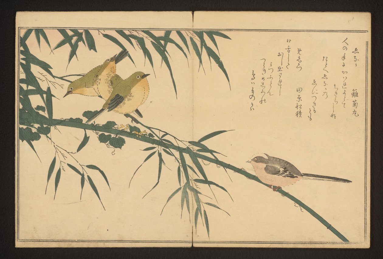 Sýkora dlouhoocasá a bělooká od Kitagawa Utamaro