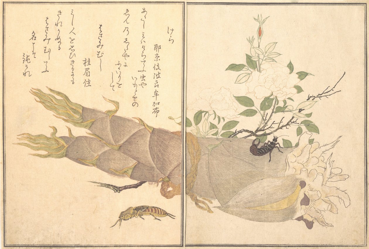 Krtonožka Kera, Earwig, Hasami-mushi..., 1788. od Kitagawa Utamaro