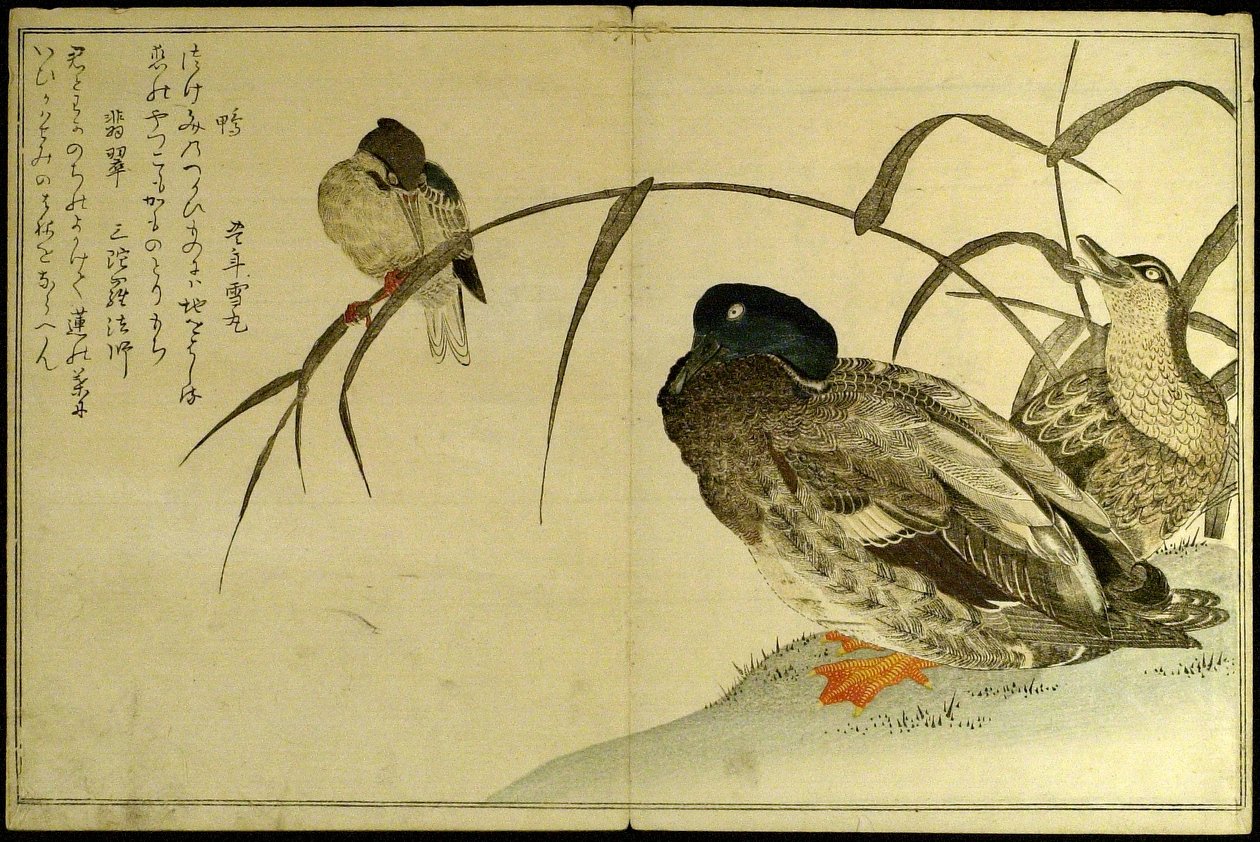 Myriad Birds: (Momo chidori kyoka awase) od Kitagawa Utamaro