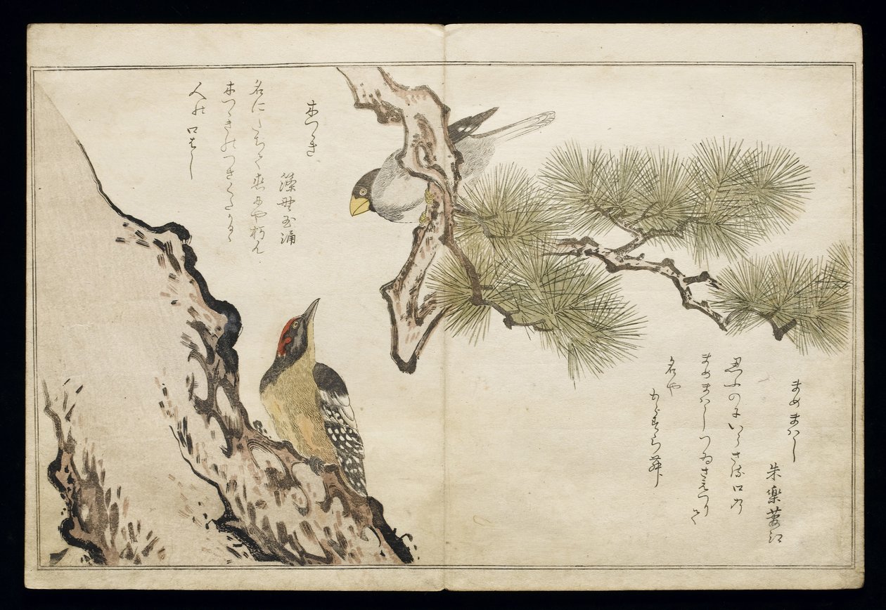 P.332-1946 Svazek 1 f.3 Jestřáb a datel, z alba "Ptáci v žertovných písních", 1791 (barevný dřevoryt) od Kitagawa Utamaro