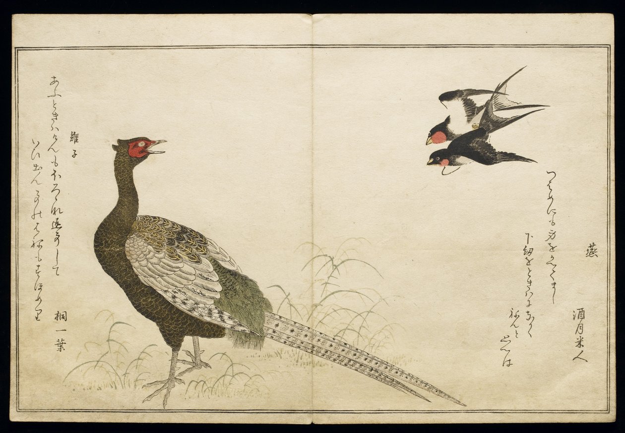 S.332-1946 Vol.1 f.6 Pair of Chimney Swallows and a Green Pheasant, z alba 