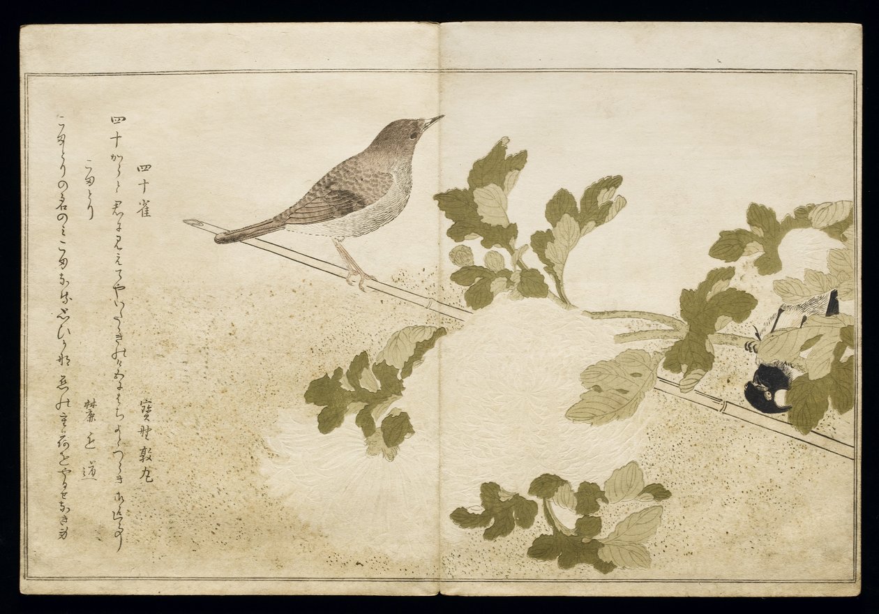 S.332-1946 Vol.2 f.2 Manchurian Great Tit and a Robin, z alba 