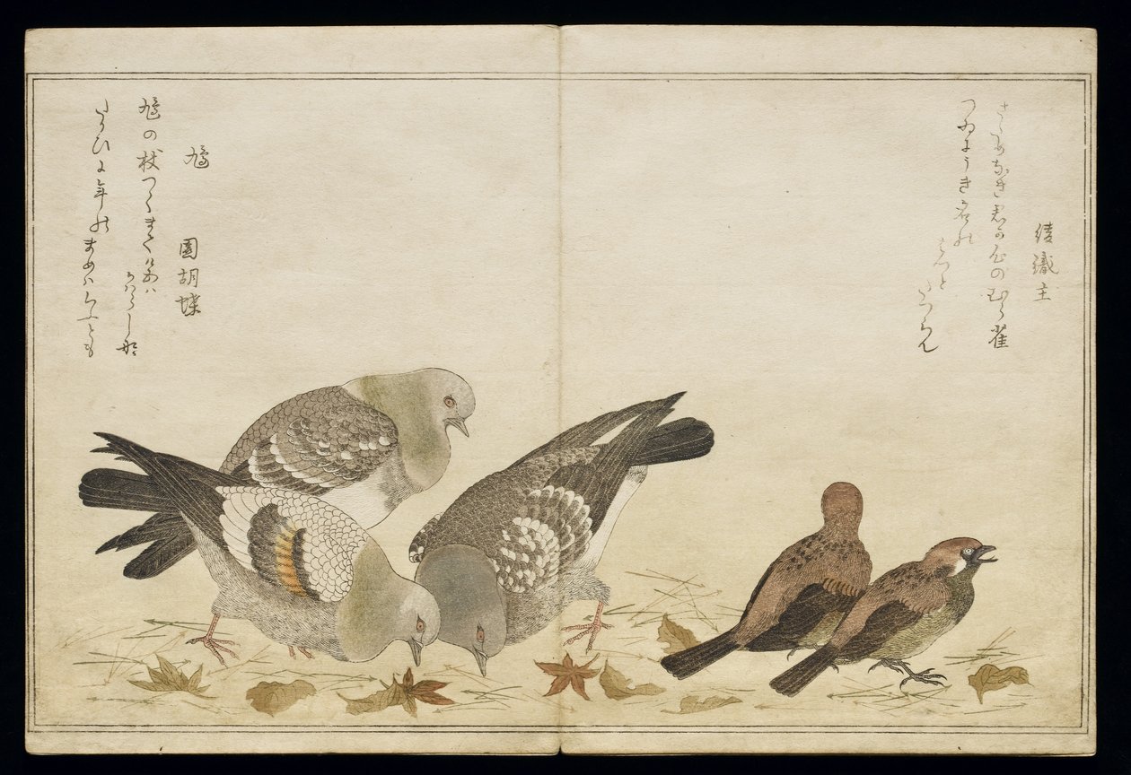 S.332-1946 Vol.2 f.5 Three Pigeons and two Finches, z alba 